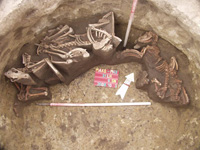 A képen egy 3-4 századi szarmata gödör látható, amelyben agárszerű kutyák vázcsontjait leltük. Számuk összesen 5 darab volt. - 31. számú lelőhely