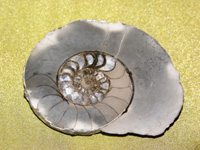 Ammonitesz csiszolat