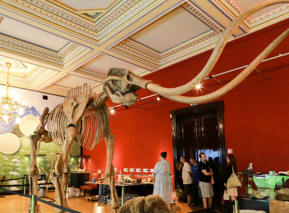 mamut fotó